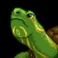 tortoise