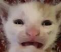 Rumfus