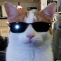 Catzillo