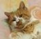 user_photo