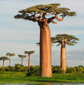 Это_BaoBab