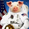 spacepig