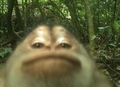 Wallace
