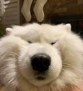 Oodwyno