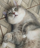 VietCat