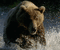Siberian_bear profile image