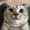Bumer