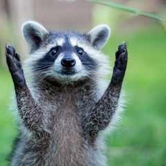 Raccoon