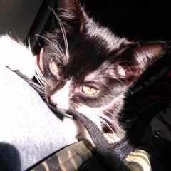 milo.cassi