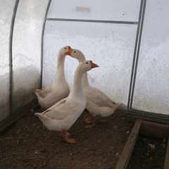 Гусь_просто_Гусь