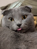 OtiS_Yalta