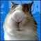 user_photo