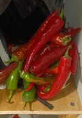 Zemas