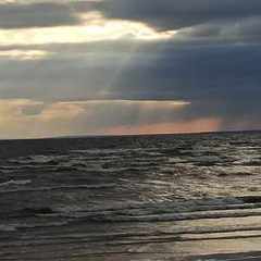 Nysson