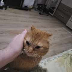 DMITRY_obZORRO
