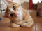 user_photo