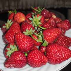 DJIGIT446