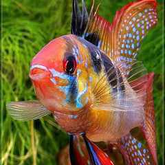 Anela