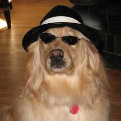 doginglasses