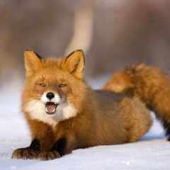 удалено260760