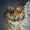 Sher_Hahn