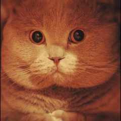 Владислав_Гуков