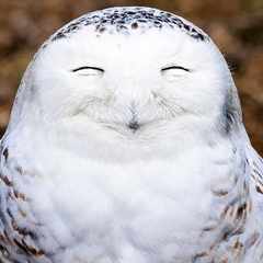 owllady