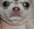 nniko