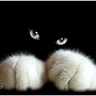 markyt