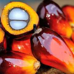 ПальмовоеМасло