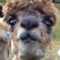 user_photo