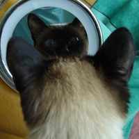 котэМуська