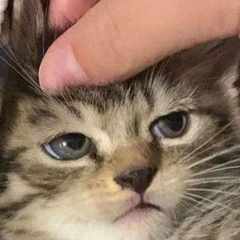 smallsmur