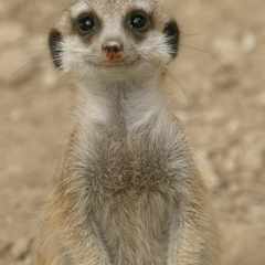 Сурикат_Максим