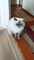 bast_et