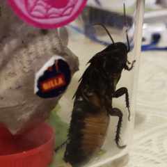 Дуня_Кулакова