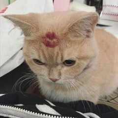 Кошка_Василиса