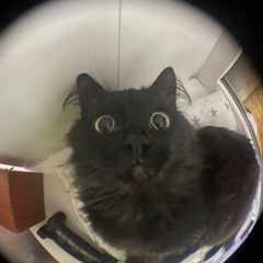 Akcynamatata