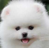 vaaveev