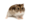 djunga1rik