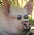 bigpig