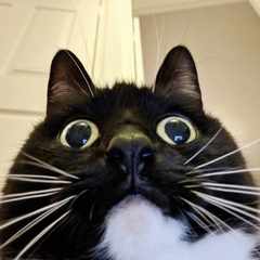 Котик_жмотик