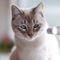 user_photo