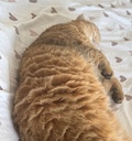 Zaepumba