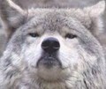 bigbadvolf