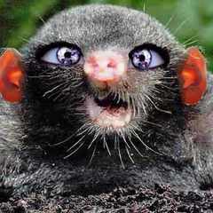 жОваный_крот