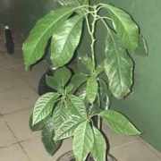 Ассоль_Строй