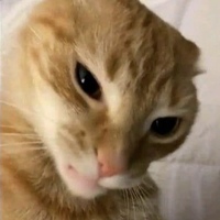 OrangeCatFace