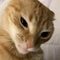 OrangeCatFace