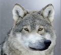 Sea_Wolf